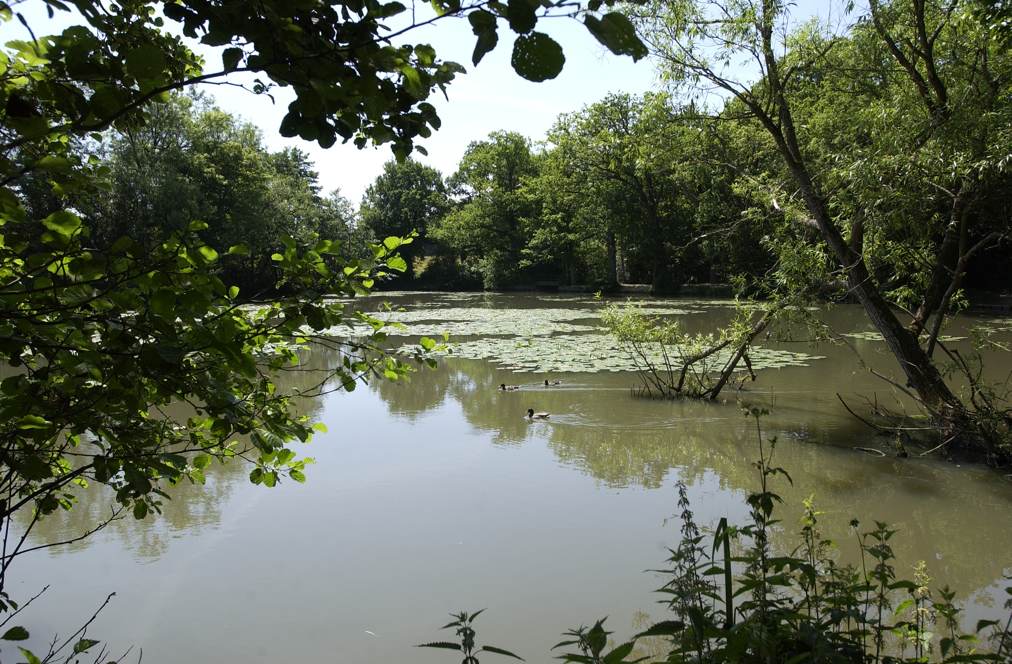 Photograph of a pond in Bedelands Farm