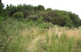 Photograph of West Park Reserve